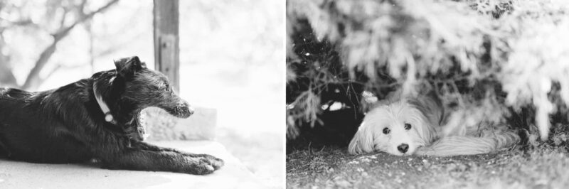 wedding-pets-dogs-home