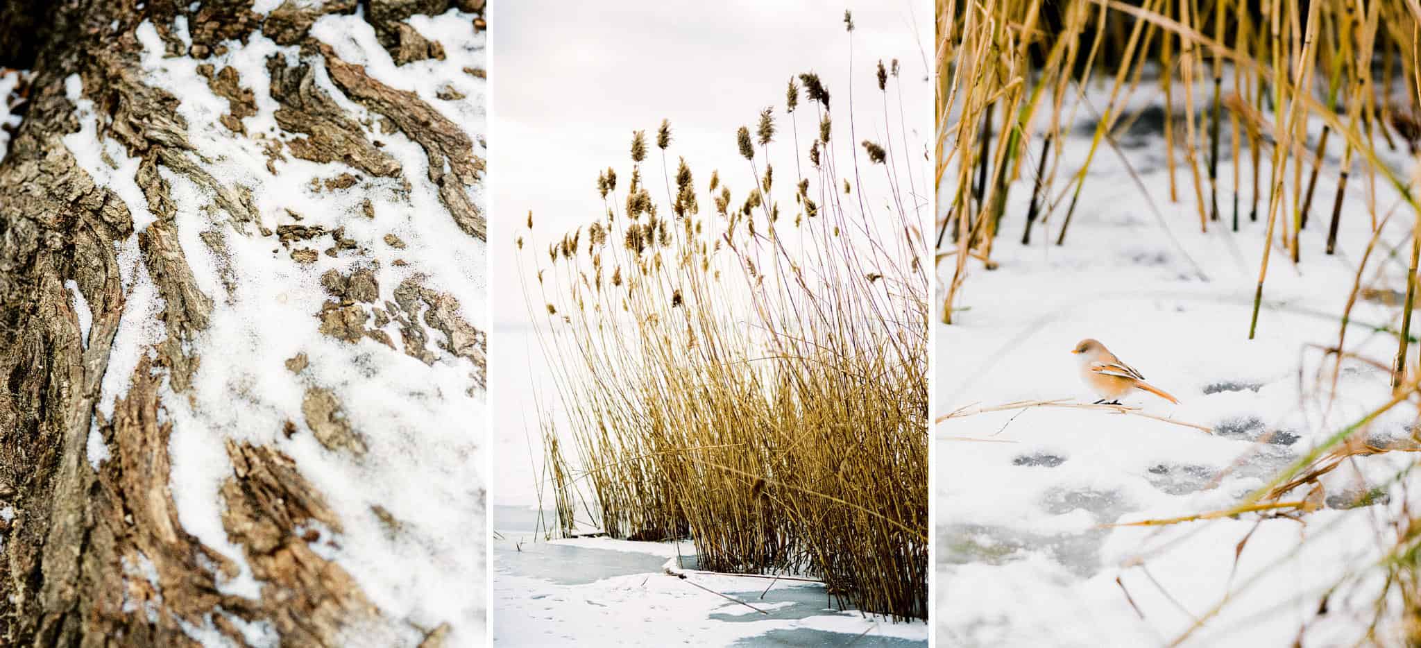 01_wedoverhills_winter_landscape_details