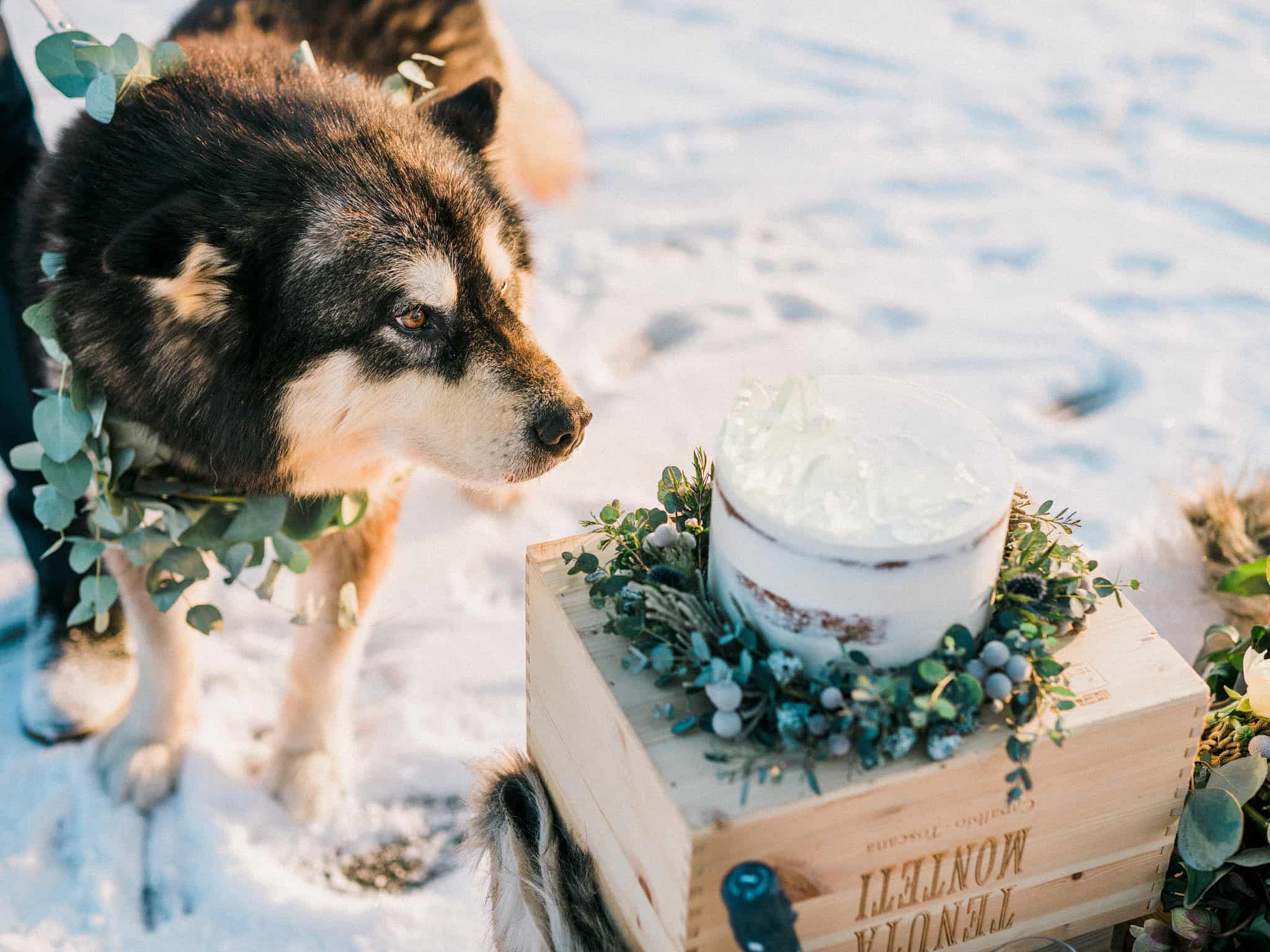 41_wedoverhills_dog_sniffing_cake